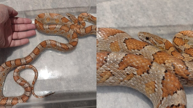 Η πυροσβεστική απομάκρυνε φίδι από διαμέρισμα στη Θεσσαλονίκη